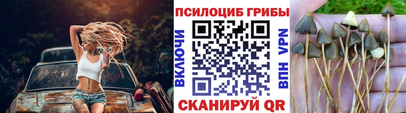 Псилоцибиновые грибы Cubensis Прохладный